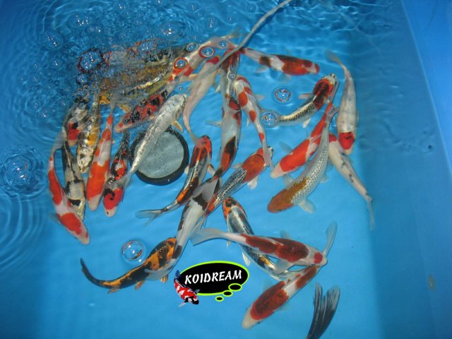 5. Madan Koi Mix 21 / 25 Cm | Tropische Vissen Discusvissen Japanse Koi ...