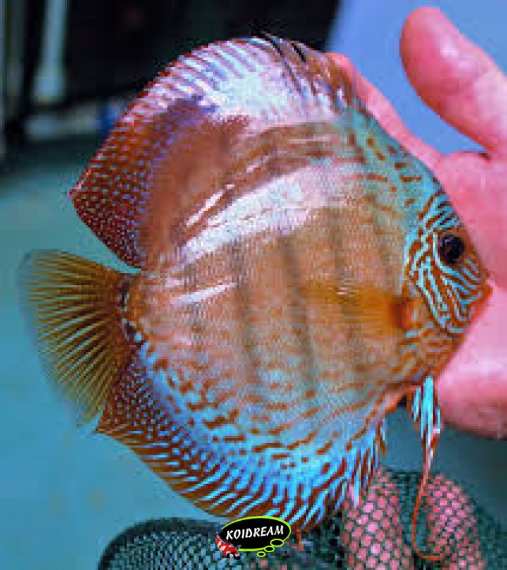 Wild X Blue Neon Discus Tropische Vissen Discusvissen Japanse Koi