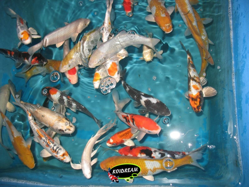 6. HQ Koi Mix 25 / 30 Cm | Tropische Vissen Discusvissen Japanse Koi ...